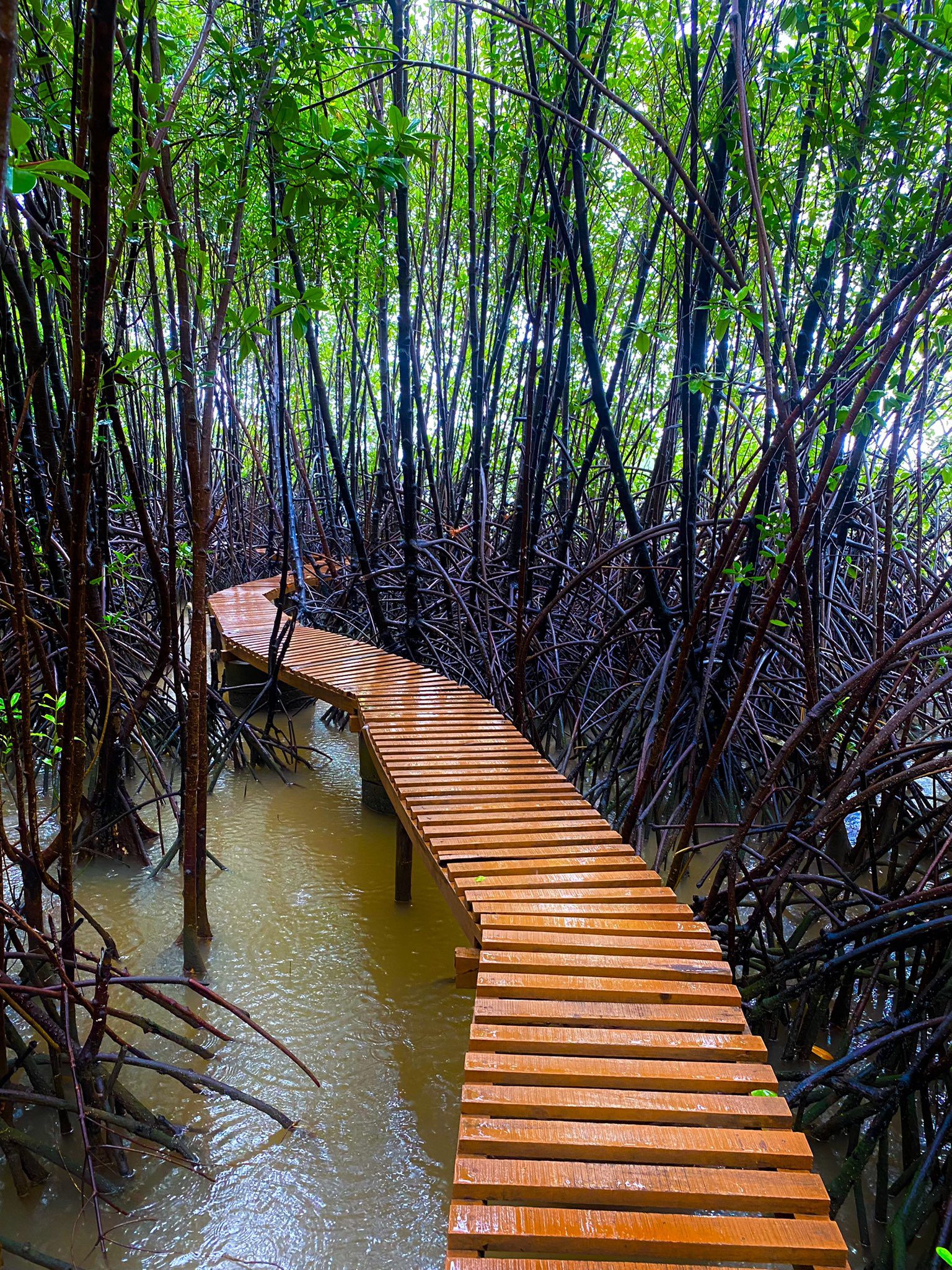 Sharavathi Kandla Mangrove boardwalk, Honnavara - Nearby Place